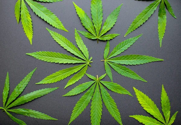 Ansicht Des Cannabisblattes Von Oben Auf Schwarzem Hintergrund Marihuana Hinterlässt — Stockfoto