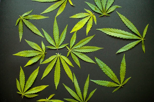 黒の背景に大麻の葉のトップビュー マリファナは美しい暗い背景を残します 閉じる若い麻 医療大麻とカンナビジオールCbdオイル — ストック写真