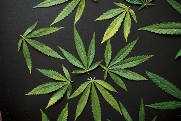 Medizinische Cannabisblätter Und Cbd Cannabidiol Konzept Hanfblätter Von Oben Auf — Stockfoto