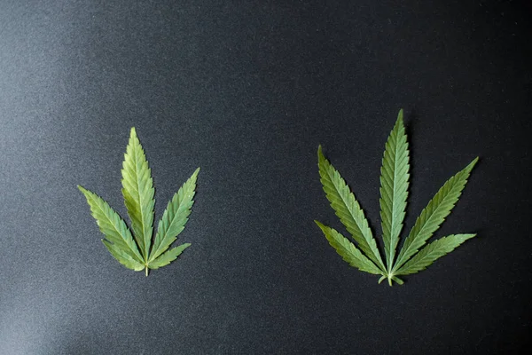 Medizinische Cannabisblätter Und Cbd Cannabidiol Konzept Hanfblätter Von Oben Auf — Stockfoto