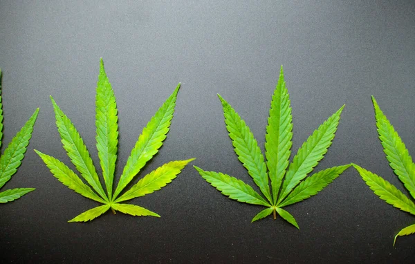Hoja Cáñamo Cannabis Sobre Fondo Negro Vista Superior Cama Plana —  Fotos de Stock