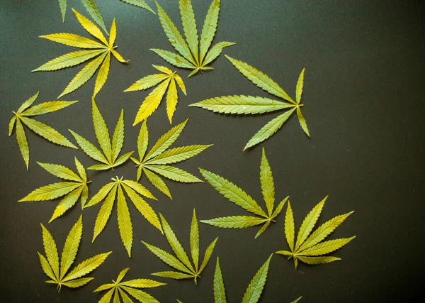 Hoja Cáñamo Cannabis Sobre Fondo Negro Vista Superior Cama Plana — Foto de Stock