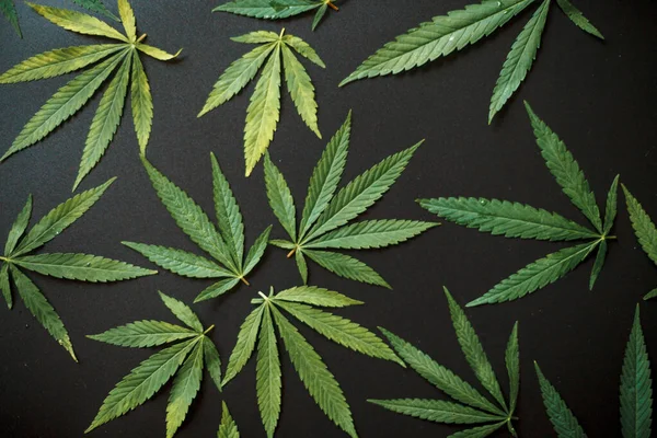 Hanf Oder Cannabisblatt Auf Schwarzem Hintergrund Draufsicht Flache Lage Vorlage — Stockfoto