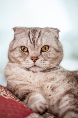 İskoç kedisi evde rahat bir şekilde uzanıyor. Yakından bakınca, şirin, gri çizgili İskoç kedisinin portresi.