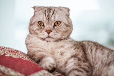 İskoç kedisi evde rahat bir şekilde uzanıyor. Yakından bakınca, şirin, gri çizgili İskoç kedisinin portresi.
