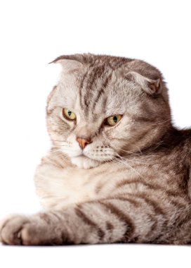 İzole edilmiş beyaz arka planda katlanan İskoç kedisinin güzel portresi. Şirin, gri çizgili İskoç kedisi