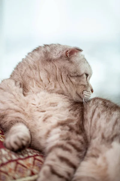 スコットランドの折りたたみ猫は家庭の快適さのクローズアップにあり かわいい若い銀灰色の縞模様の肖像画スコットランドの折りたたみ猫 — ストック写真