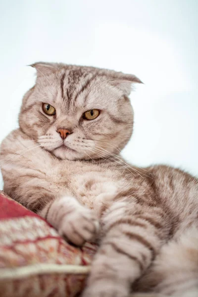 Scottish Fold Cat Lies Home Comfort Close Portrait Cute Young — Stock Photo, Image
