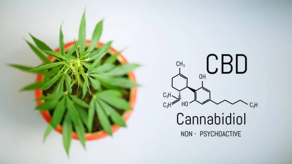 Marijuana leaves with CBD chemical structure, CBD cannabis formula