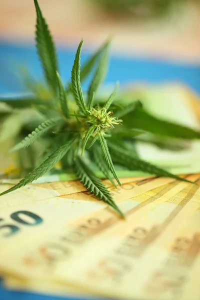Therapeutic medicinal cannabis for pain, plus THC and CBD - marijuana flower and hashish drug with euro bills money