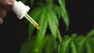 Doktorun ellerinde kenevir yağı ve üzerinde kenevir yaprağı ve CBD yağı bulunan CBD Cannabidiol damlası. Kenevir yaprağı, Cannabidiol ve haşhaş yağı içeren tıbbi marihuana ürünleri
