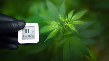 Hand in black glove holds an electronic device for measuring humidity and temperature on cannabis plantation. Hygrometer-thermometer used to monitor the growth and development of medicinal marijuana clipart