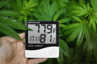 Digital thermometer and hygrometer in hand, contactless control of the growth conditions of marijuana, cannabis, weed and hemp. Medical marijuana concept clipart