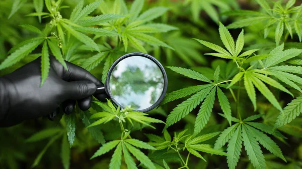Doctor or scientist holds magnifying glass in his hand against the background of cannabis bush with green leaves and magnifying glass. Alternative medicine. Marijuana for medical and business concepts