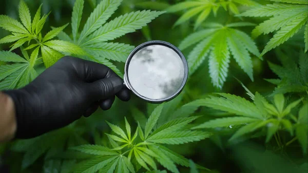 Doctor or scientist holds magnifying glass in his hand against the background of cannabis bush with green leaves and magnifying glass. Alternative medicine. Marijuana for medical and business concepts