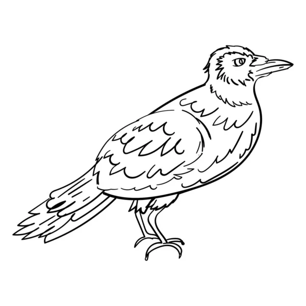 Raven Piirustus Kuvitus Väritys — vektorikuva