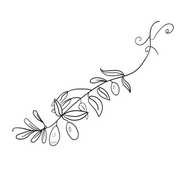 Meyve ve Yapraklı Zeytin Dalları Çizimi Vektör Doodle İllüstrasyonu
