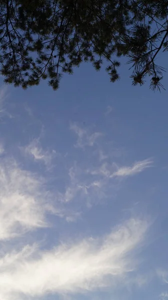 Çam ağacı dalları, bitki örtüsü