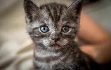 Mavi gözlü Gri kedi yavrusu