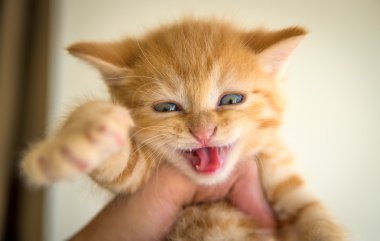 Küçük turuncu yavru kedi ADGG