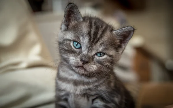 Mavi gözlü Gri kedi yavrusu — Stok fotoğraf