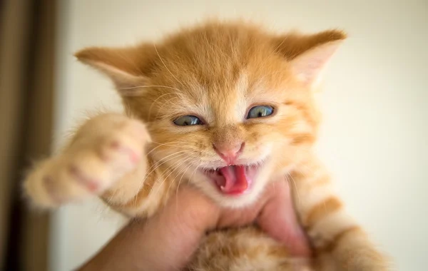 The little orange kitten meows — Stock Photo, Image