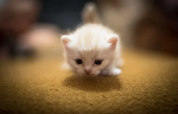 Small beige kitten over the soft brown carpets — Stock Photo, Image