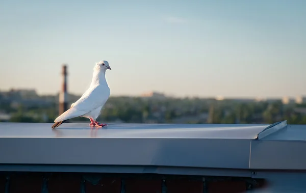 青空と屋根の上を飛ぶ白い鳩 — ストック写真