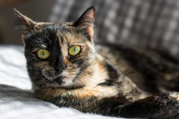 Retrato de um gato olhando para a câmera — Fotografia de Stock