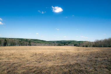 Saman, ağaç ve mavi gökyüzü arka plan üzerinde alanıyla