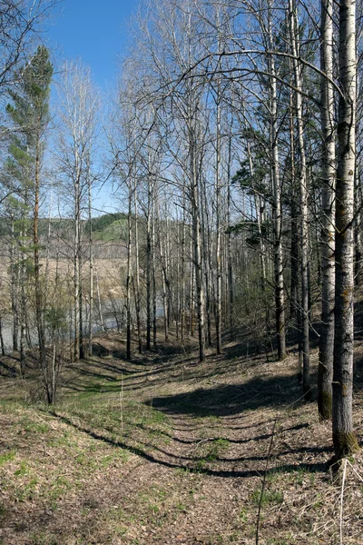 Bosque de primavera de abedules y pinos —  Fotos de Stock