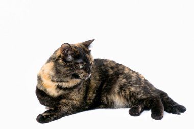 Kaplumbağa kabuğu kedi beyaz bir arka plan üzerinde