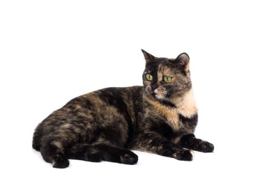 Kaplumbağa kabuğu kedi beyaz bir arka plan üzerinde