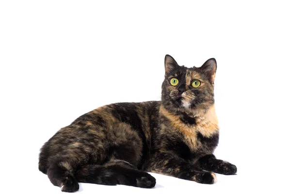 Tortoiseshell gato em um fundo branco — Fotografia de Stock