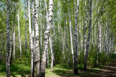 Yaz Yaz aylarında güzel ağaç