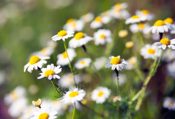 Açık havada bahar içinde taze papatya
