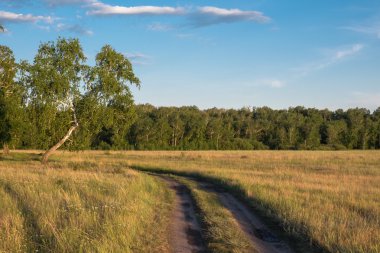 Bir alan içinde köy huş ağacı