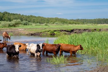 Bir yaz günü nehir geçiş inekler