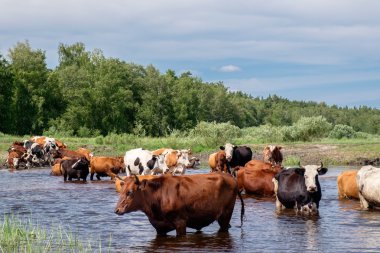 Bir yaz günü nehir geçiş inekler