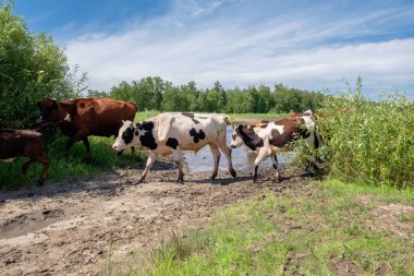 Bir yaz günü nehir geçiş inekler
