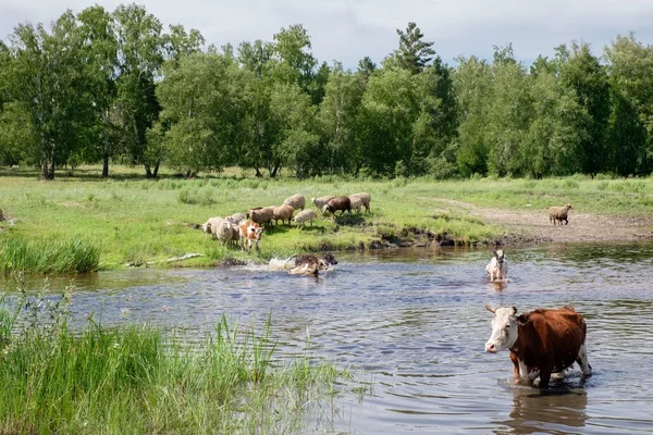 Kühe überqueren den Fluss an einem Sommertag — Stockfoto