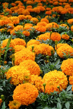 Sarı kadife çiçeği çiçek gündüz