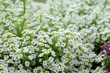 Çimlerde küçük beyaz çiçekler