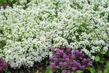 Çimlerde küçük beyaz çiçekler