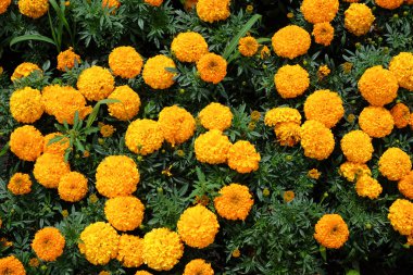 Sarı kadife çiçeği çiçek gündüz