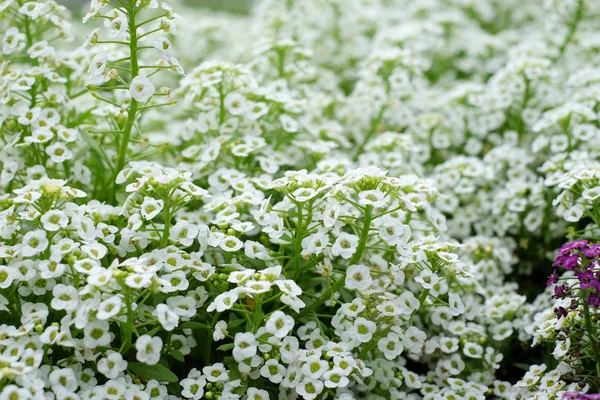 Çimlerde küçük beyaz çiçekler