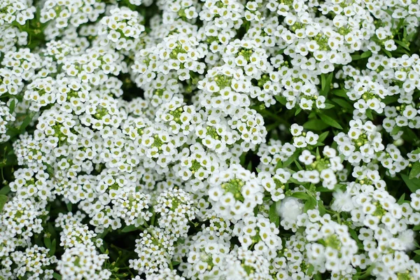 Flori mici albe în iarbă — Fotografie, imagine de stoc