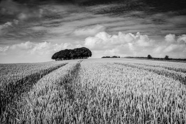 Kayın ağaçlarının önündeki buğday tarlası