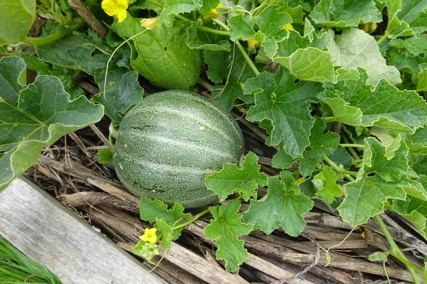 Sarmaşıkta gelişen yeşil kavun meyvesi, yemyeşil yapraklar ve organik bir bahçede sarı bir çiçekle çevrili.