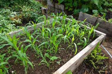 Genç mısır bitkileri yükseltilmiş bir bahçe yatağında gelişiyor sağlıklı bir hasat için taze, organik sebzeler yetiştiriyorlar.